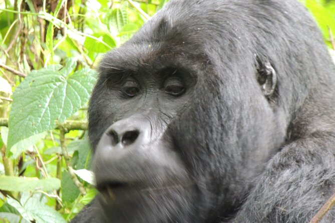 10 Day Gorilla Chimps and Big 5 Safari - The long return to Entebbe