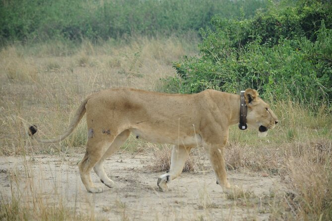 10 Day Gorilla Chimps and Big 5 Safari - Arrival in Entebbe and the early start