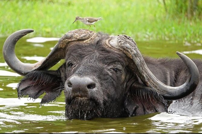 10 Day Uganda Memorable Lifetime Gorilla and Chimpanzee Safari - Why this 10-day Uganda route works