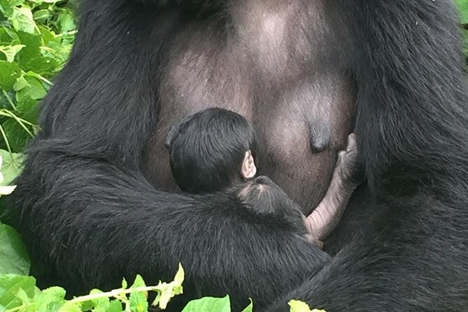 10 Day Uganda Memorable Lifetime Gorilla and Chimpanzee Safari - Day 7: Chimpanzees in Kyambura Gorge and the road to Bwindi