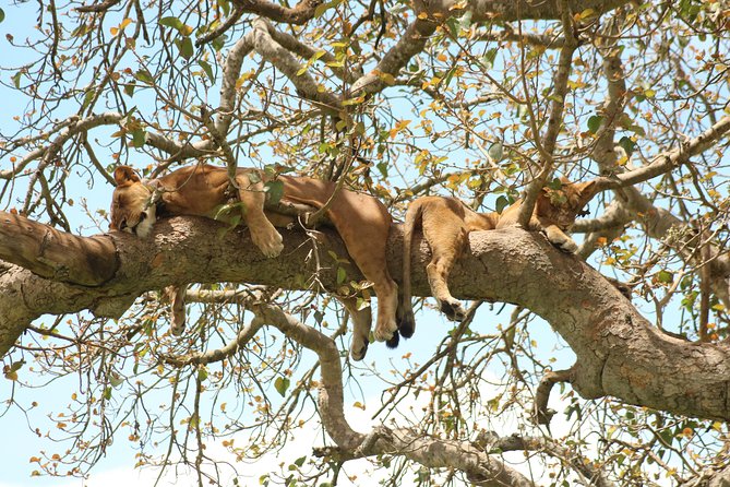 10 Day Western Uganda Budget Wildlife Safari - Day 5: lions, kobs, and the Kazinga Channel