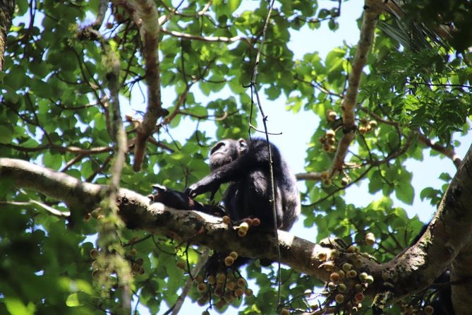 10 Day Western Uganda Budget Wildlife Safari - Day 8: golden monkeys and Lake Bunyonyi