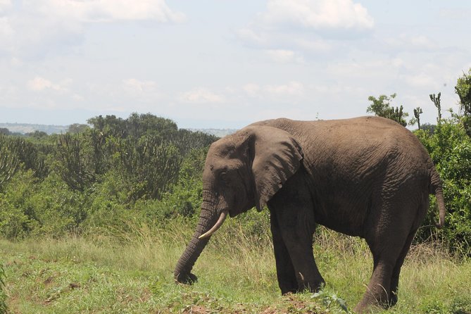 10-Day Wildlife Big 5, Murchison Falls and Gorilla Safari - Key points at a glance