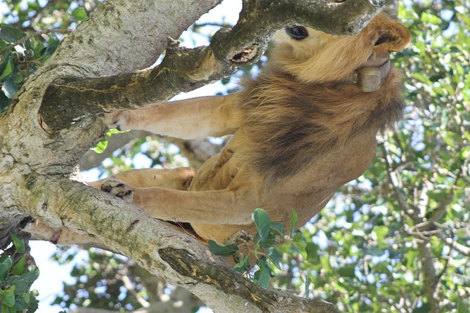 10-Day Wildlife Big 5, Murchison Falls and Gorilla Safari - Why this Uganda safari works so well