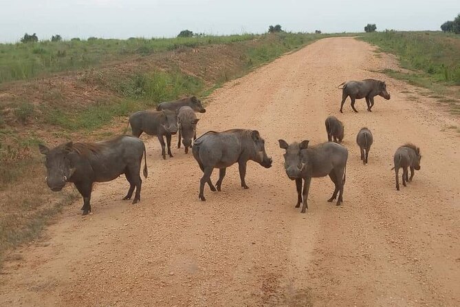 10-Day Wildlife Big 5, Murchison Falls and Gorilla Safari - Day 4: The long, scenic road to Kibale