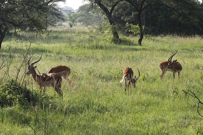 10-Day Wildlife Big 5, Murchison Falls and Gorilla Safari - Day 5: Chimpanzees in Kibale Forest
