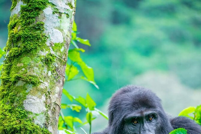 10-Day Wildlife Big 5, Murchison Falls and Gorilla Safari - Day 7: Ishasha and the road to Bwindi