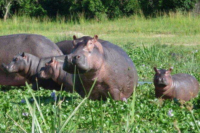 10-Day Wildlife Big 5, Murchison Falls and Gorilla Safari - Day 8: Gorilla trekking and Lake Bunyonyi