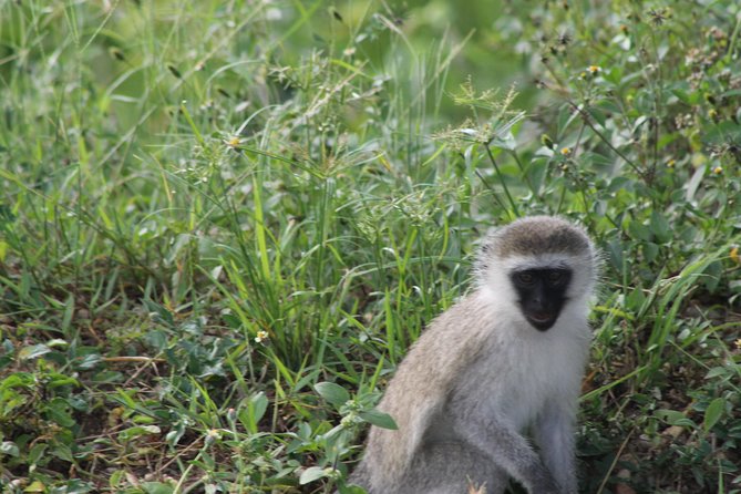 10-Day Wildlife Big 5, Murchison Falls and Gorilla Safari - Day 1: A gentle arrival in Entebbe