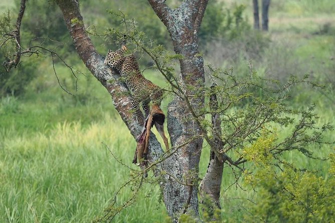 10 Days Affordable Gorilla Trekking Holiday - The long road to Kibale Forest