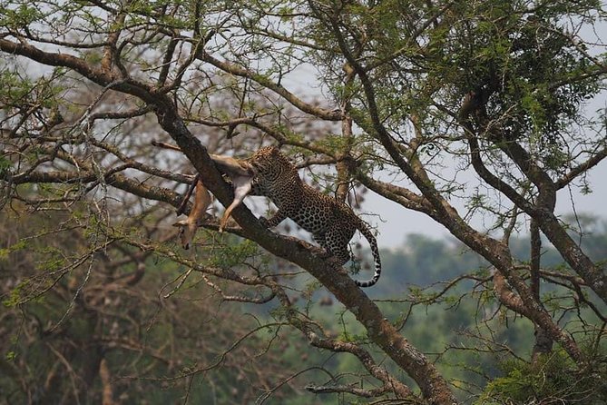 10 Days Affordable Gorilla Trekking Holiday - Queen Elizabeth game drive and Kazinga Channel