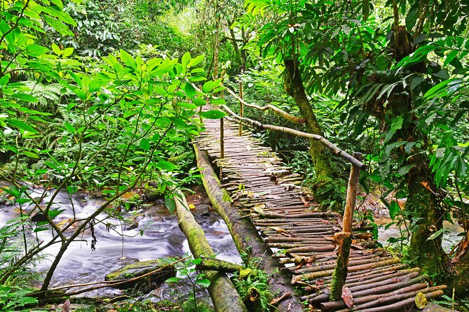 10 Days Affordable Gorilla Trekking Holiday - Ishasha lions and the road to Bwindi