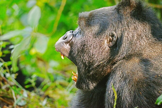 10 Days Affordable Gorilla Trekking Holiday - The demanding reward of Bwindi gorilla trekking