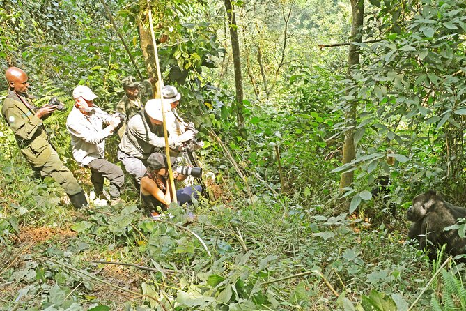 10 Days Affordable Gorilla Trekking Holiday - Golden monkeys in Mgahinga