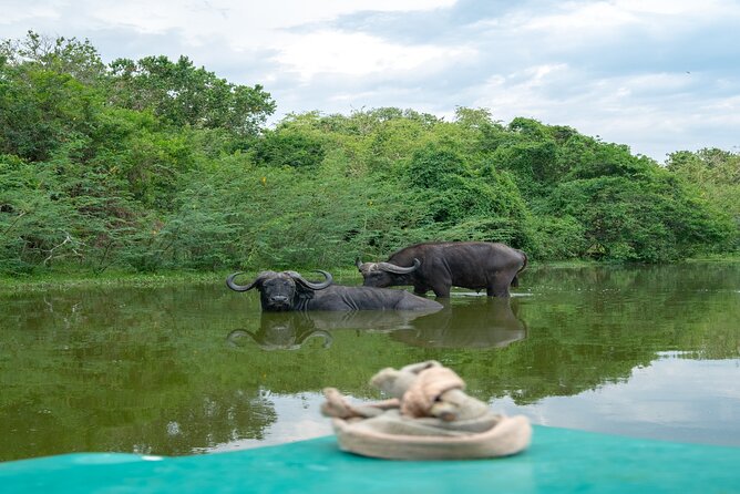 10 Days Affordable Gorilla Trekking Holiday - Chimpanzees and Bigodi community life