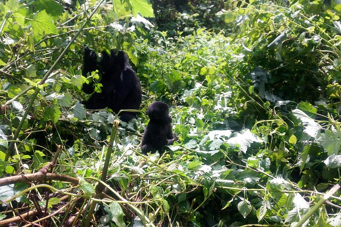 10 Days Uganda Gorilla & Chimpanzee Trekking Safari - Key points before you book