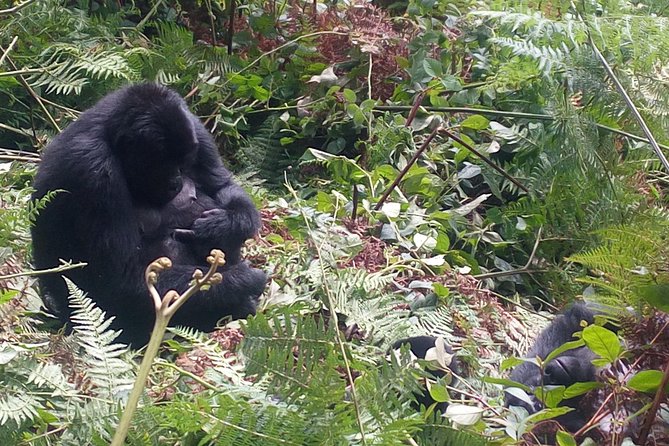 10 Days Uganda Gorilla & Chimpanzee Trekking Safari - A route built around Uganda’s great wildlife