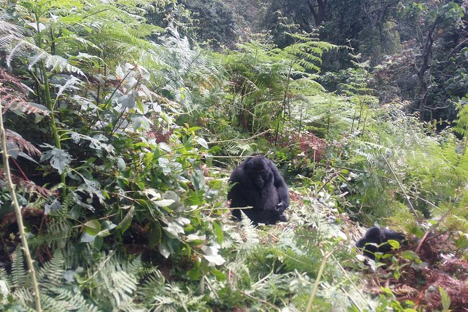 10 Days Uganda Gorilla & Chimpanzee Trekking Safari - Day 3: Murchison game drives and the Nile below the falls