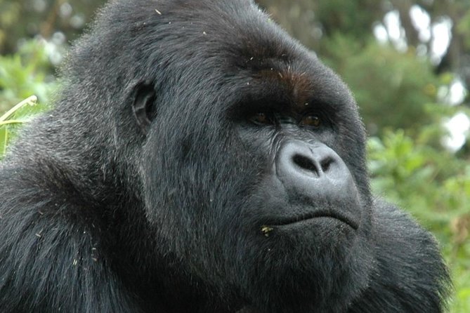 10 Days Uganda Gorilla & Chimpanzee Trekking Safari - Day 5: Chimpanzees at Kanyanchu and a Bigodi wetland walk