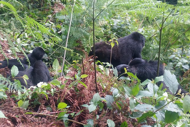10 Days Uganda Gorilla & Chimpanzee Trekking Safari - Day 6: Moving toward Queen Elizabeth National Park