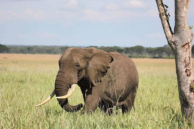 10 Days Uganda Gorilla, Chimpanzee & Wildlife Safari - Day 2: Rhinos at Ziwa before Murchison Falls