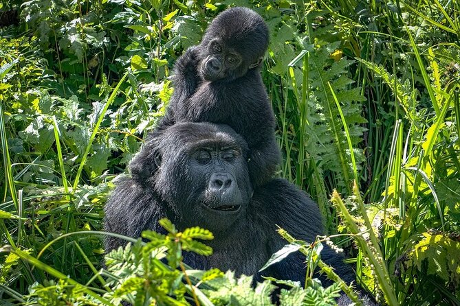 10-Days Uganda Gorillas and Chimpanzee Wildlife Discovery - What $4,800 covers, and what it means for value