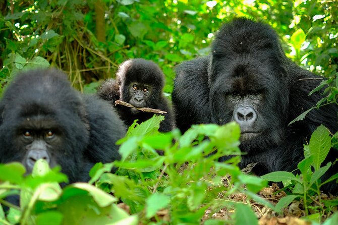 10-Days Uganda Gorillas and Chimpanzee Wildlife Discovery - Day 4: Tea country on the way to Kibale