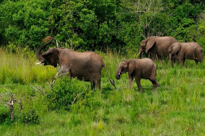10-Days Uganda Gorillas and Chimpanzee Wildlife Discovery - Days 6 and 7: Queen Elizabeth’s open country
