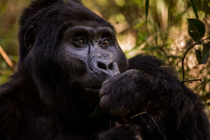 10-Days Uganda Gorillas and Chimpanzee Wildlife Discovery - Day 8: Lake Mutanda and the Virunga views