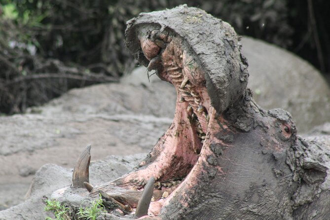 10-Days Uganda Gorillas and Chimpanzee Wildlife Discovery - Days 2 and 3: Murchison Falls and the Nile