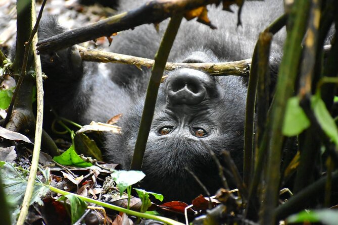 10 Days Uganda Safari with Gorillas - Why the gorilla trek is only part of the story