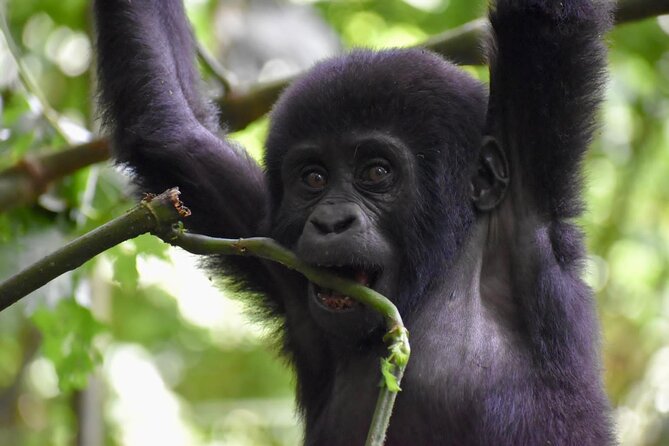 10 Days Uganda Safari with Gorillas - Days 2 and 3: Rhinos, savannah, and Murchison Falls