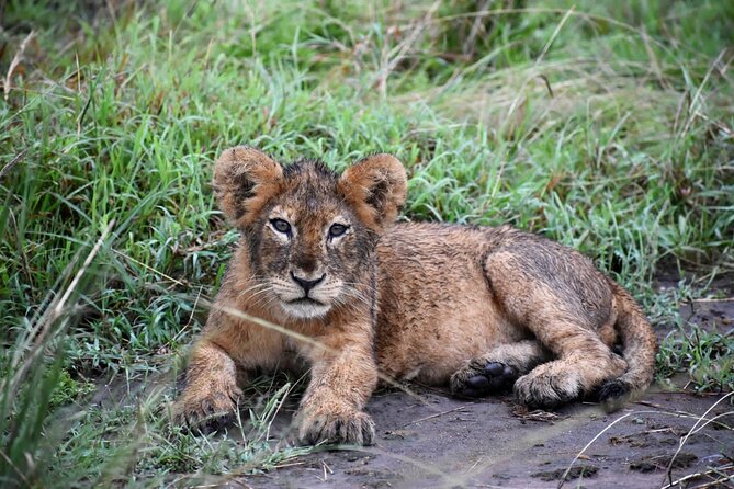 10 Days Uganda Safari with Gorillas - Day 4: Bigodi Swamp and community life