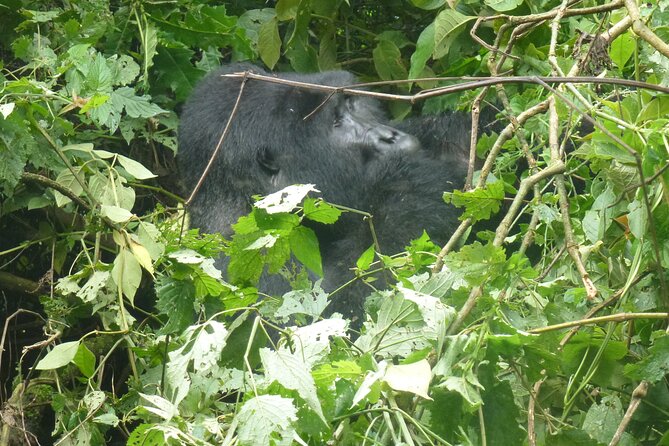 10 Days Uganda Safari with Gorillas - Day 5: Chimpanzees in Kibale Forest