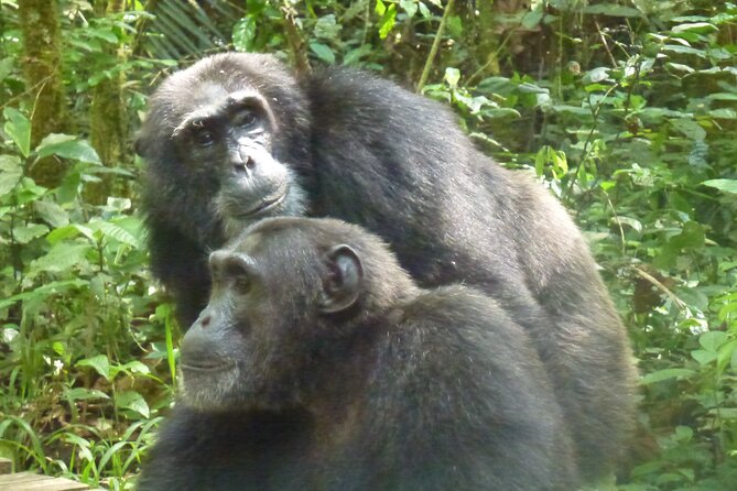 10 Days Uganda Safari with Gorillas - Day 6: Queen Elizabeth’s animals and water