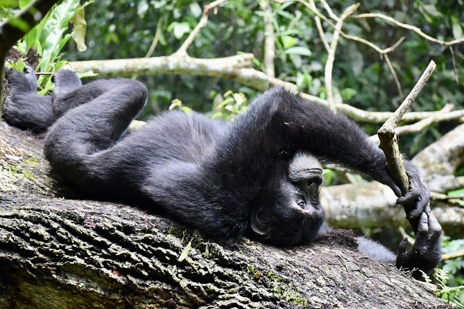 10 Days Uganda Safari with Gorillas - Day 8: Bwindi gorilla trekking and Lake Bunyonyi