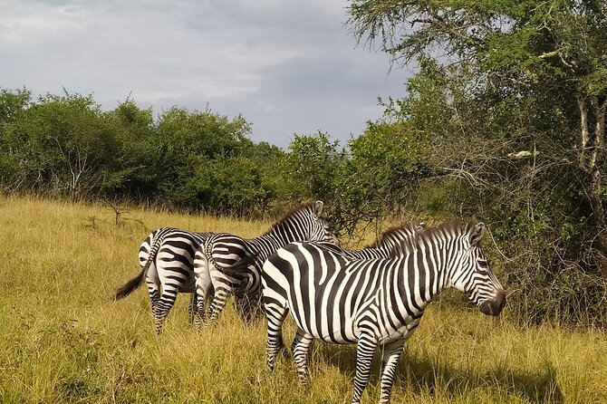 10 Days Uganda Safari with Gorillas - Day 1: A gentle start in Kampala