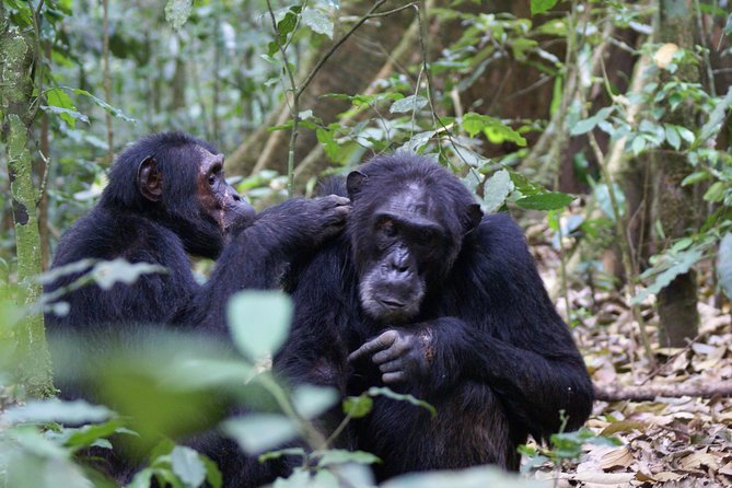 11 Days Uganda +Gorillas - Why this Uganda route works so well