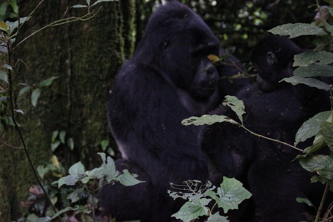 11 Days Uganda +Gorillas - Kibale Forest for chimpanzees and primates