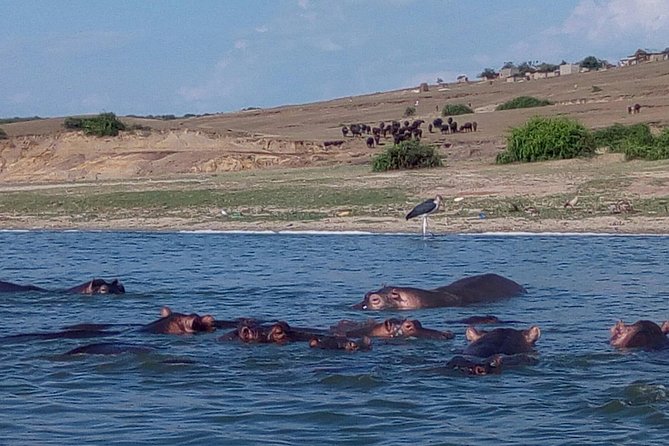 11 Days Uganda +Gorillas - Queen Elizabeth National Park adds classic safari range