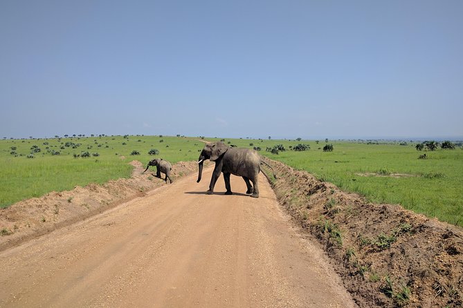 11 Days Uganda +Gorillas - Bwindi and the main gorilla encounter