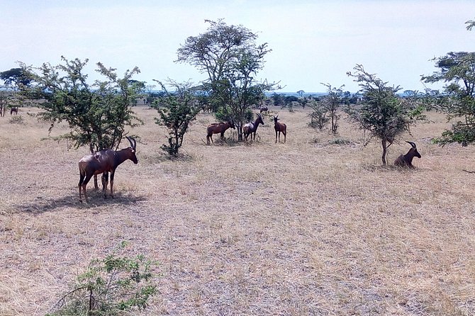 11 Days Uganda +Gorillas - Starting in Entebbe and Kampala
