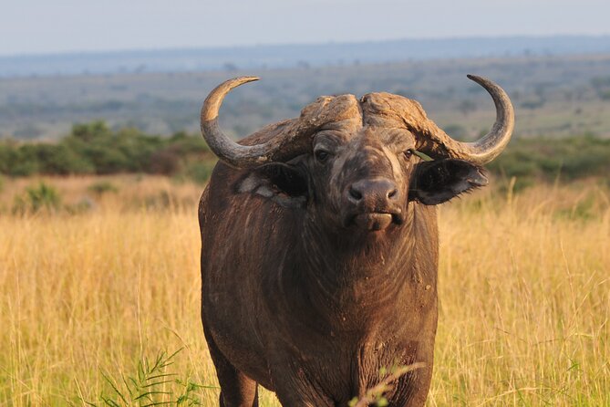 12-Day Big 5, Chimp & Gorilla Trekking Safari - Queen Elizabeth combines salt, savanna, and water