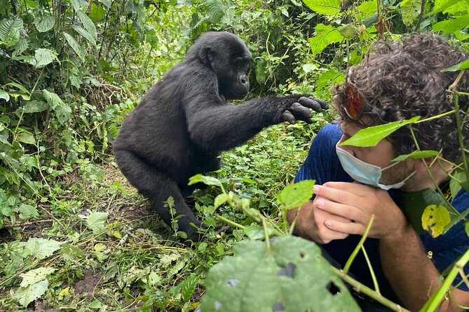 12-Day Moderately Priced Pearl of Africa - Uganda Private Safari - Why this Uganda route works so well