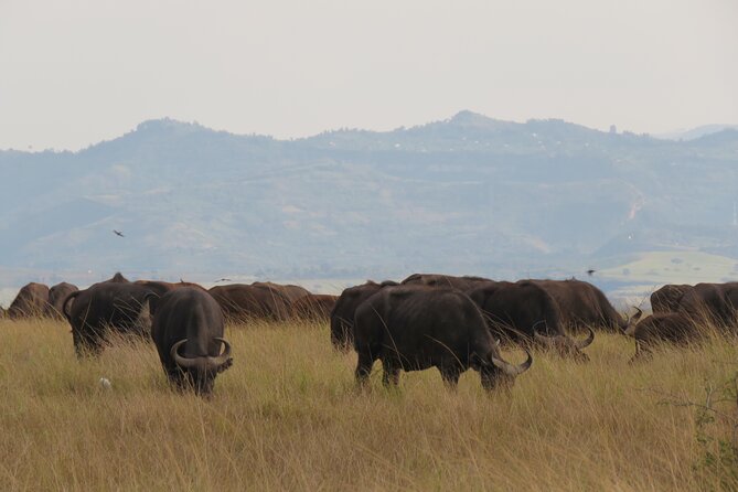 12-Day Moderately Priced Pearl of Africa - Uganda Private Safari - Day 3: Murchison’s savanna and the Nile boat safari