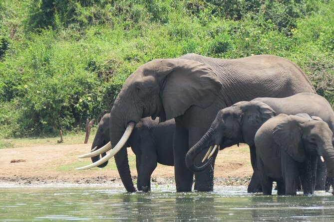 12-Day Moderately Priced Pearl of Africa - Uganda Private Safari - Day 7: Lion tracking and the Kazinga Channel