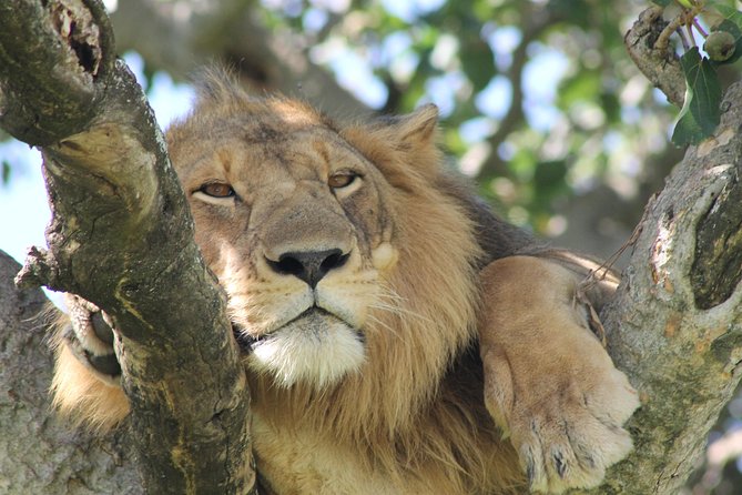 12-Day Pearl of Africa Wildlife and Adventure Highlights - Six details that define this Uganda safari