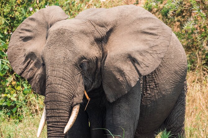 12-Day Pearl of Africa Wildlife and Adventure Highlights - Day 4: Canoeing among Lake Bunyonyi’s islands