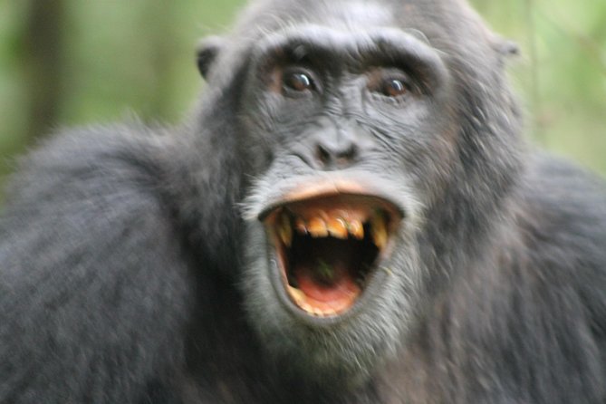 12-Day Pearl of Africa Wildlife and Adventure Highlights - Day 5: Gorilla tracking in Bwindi