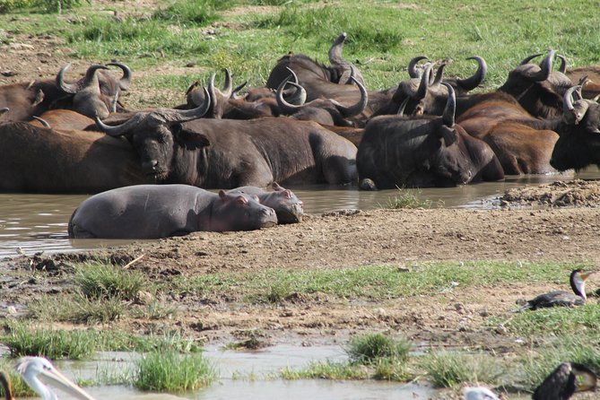 12-Day Pearl of Africa Wildlife and Adventure Highlights - Day 2: Hiking one of the Virunga volcanoes